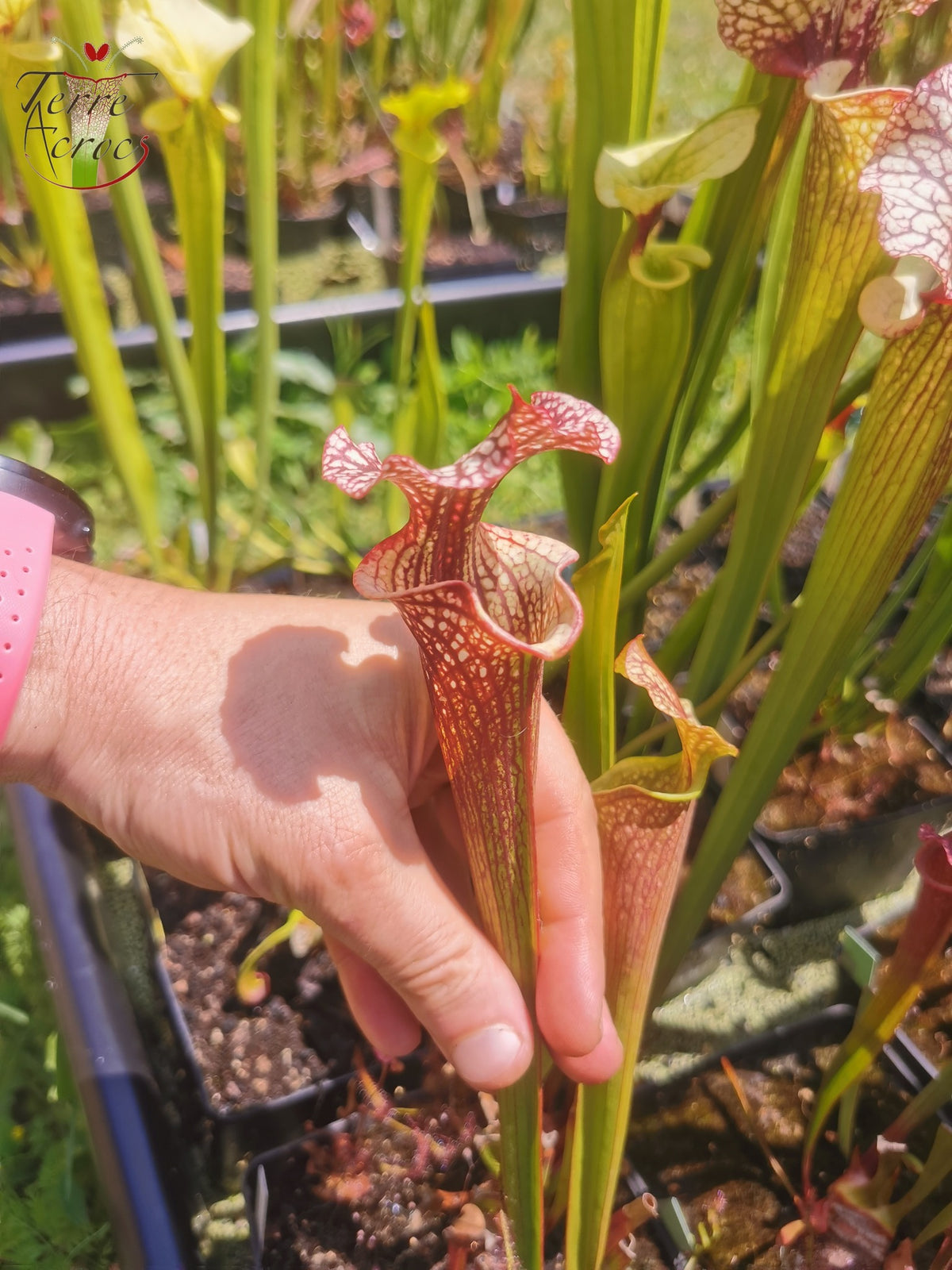 SXM13 Sarracenia x moorei -- "Tyrex"