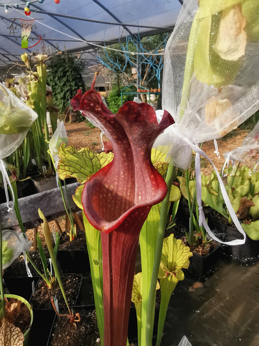 SXM14 Sarracenia x moorei -- 'Royal Ruby' (H239, MK)