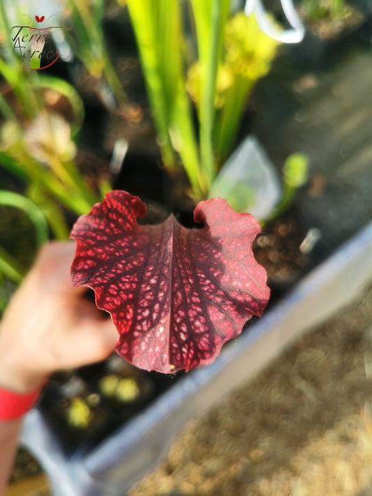 SXM14 Sarracenia x moorei -- 'Royal Ruby' (H239, MK)