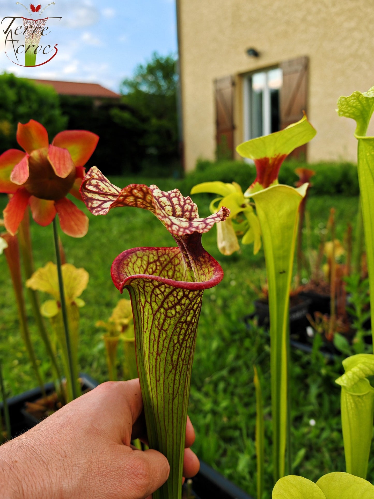 SXM15 Sarracenia x moorei -- “Helen Mary” (H182, MK)