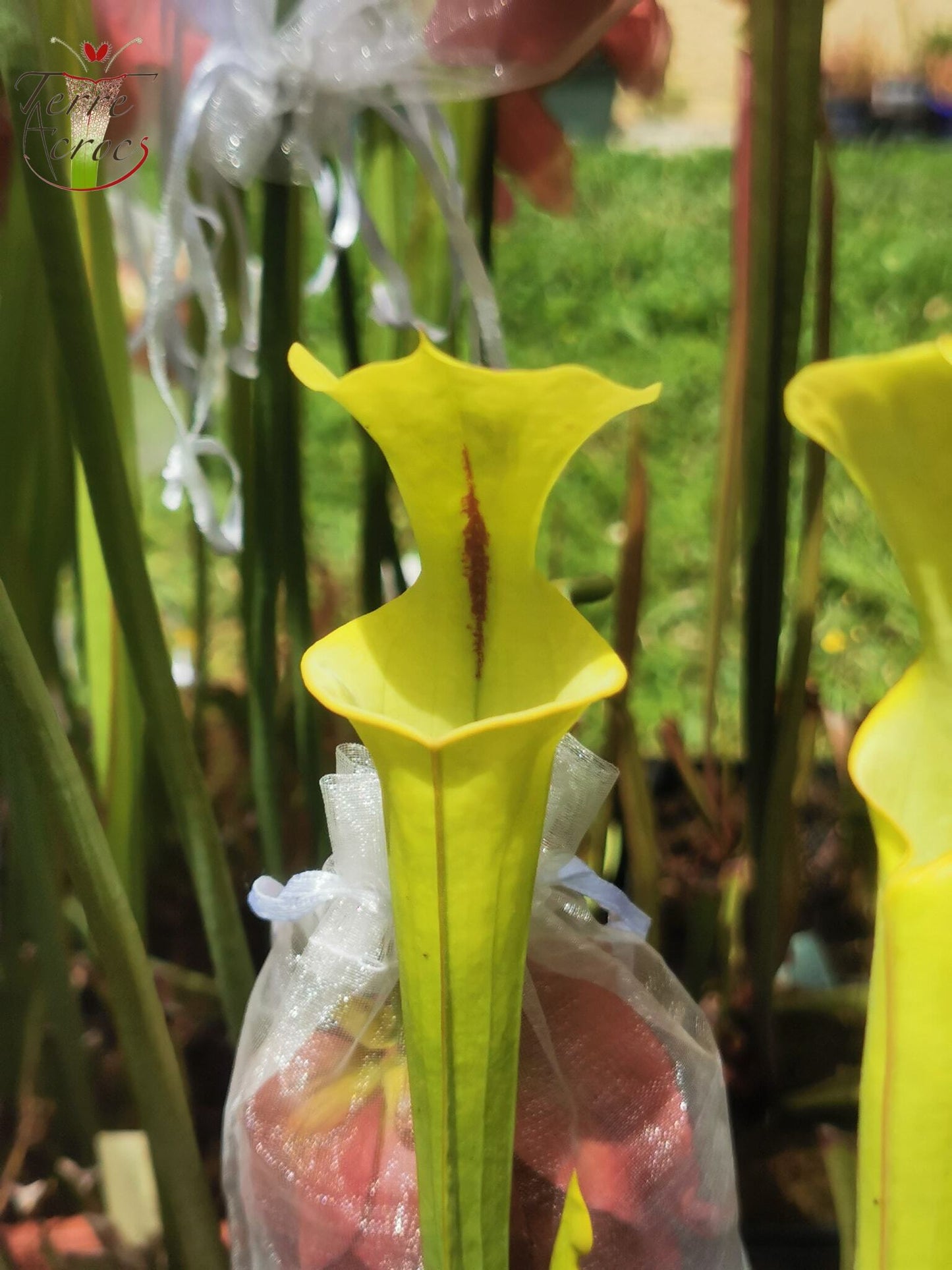 SXM16 Sarracenia x moorei -- "Sauron"