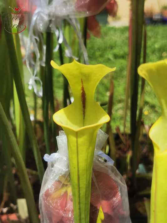 SXM16 Sarracenia x moorei -- "Sauron"