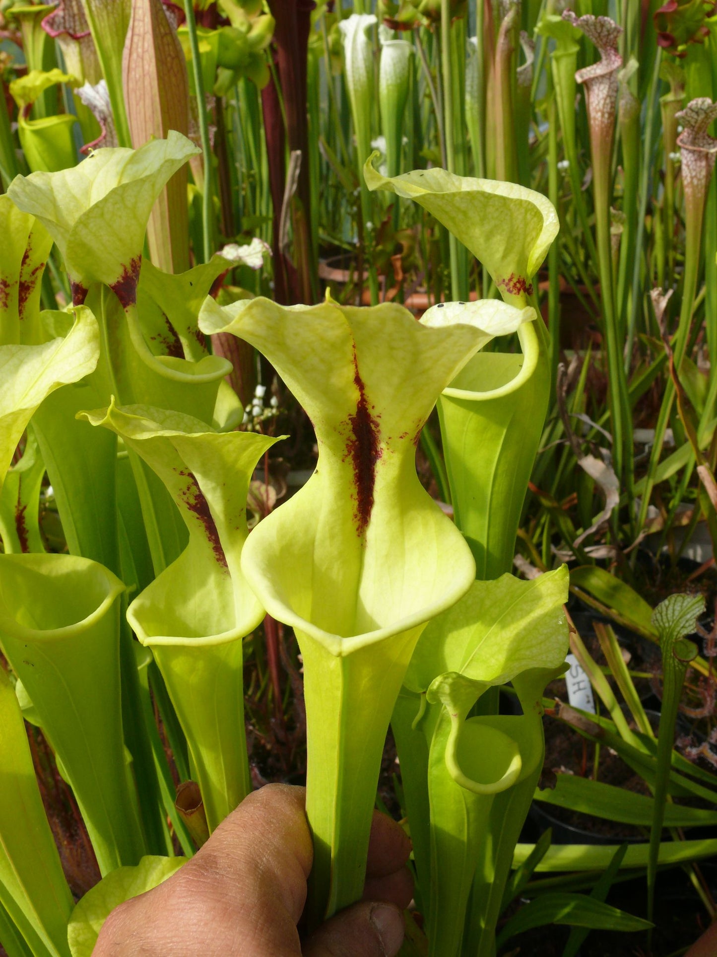 SXM16 Sarracenia x moorei -- "Sauron"