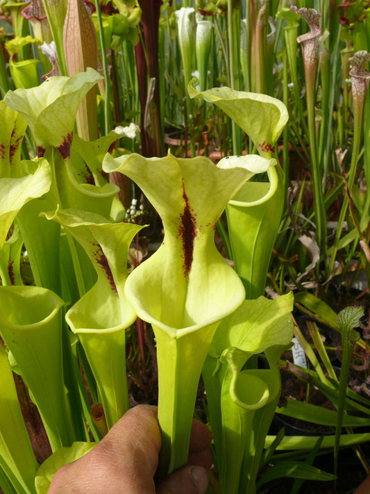 SXM16 Sarracenia x moorei -- "Sauron"
