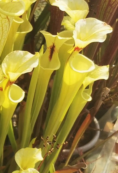 SXM16 Sarracenia x moorei -- "Sauron"