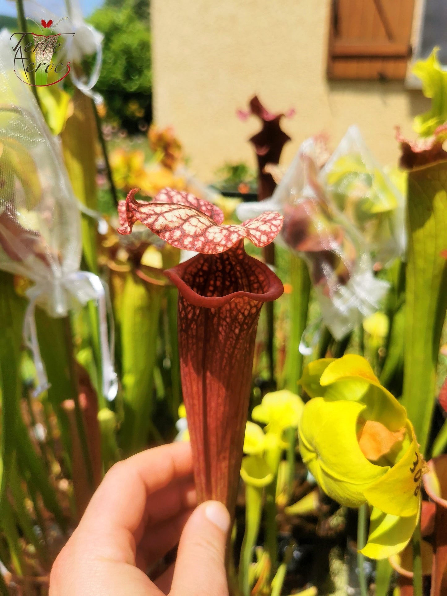 SXM17 Sarracenia x moorei – (S. flava var. rubricorpora (F149, MK) x S. leucophylla – (L18, MK))