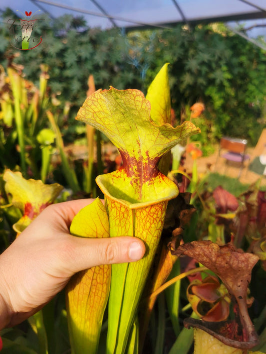 SXM18 Sarracenia x moorei -- (1, Sunbelle exotics usa x “Wilkerson's white knight”)