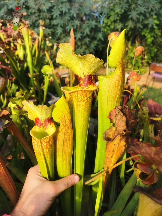 SXM18 Sarracenia x moorei -- (1, Sunbelle exotics usa x “Wilkerson's white knight”)