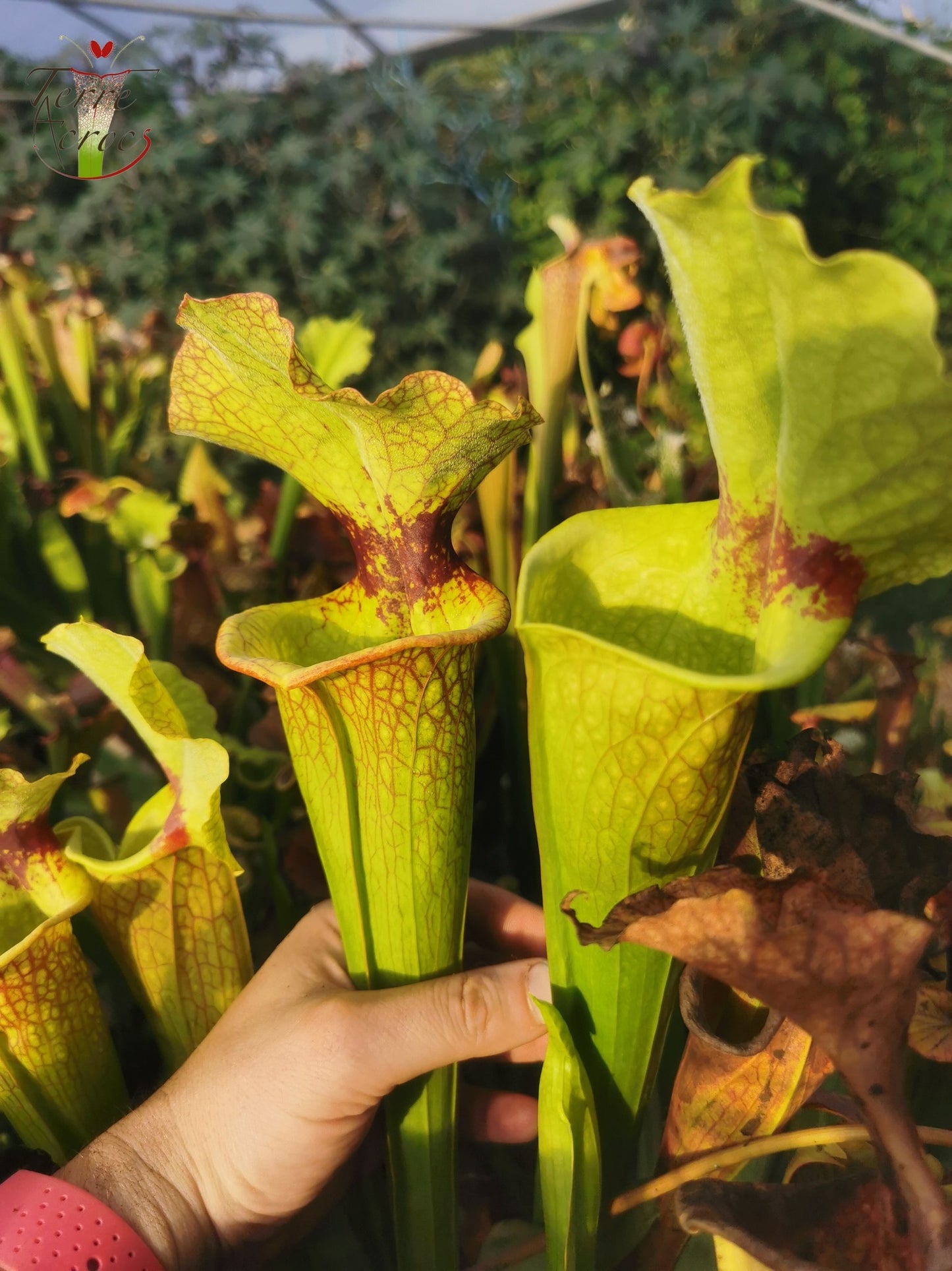 SXM18 Sarracenia x moorei -- (1, Sunbelle exotics usa x “Wilkerson's white knight”)