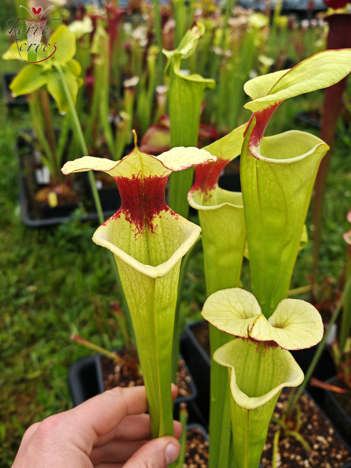 SXM19 Sarracenia x moorei -- "Leah Wilkerson F2" (clon de Laurent Cosnefroy) (H316, MK)