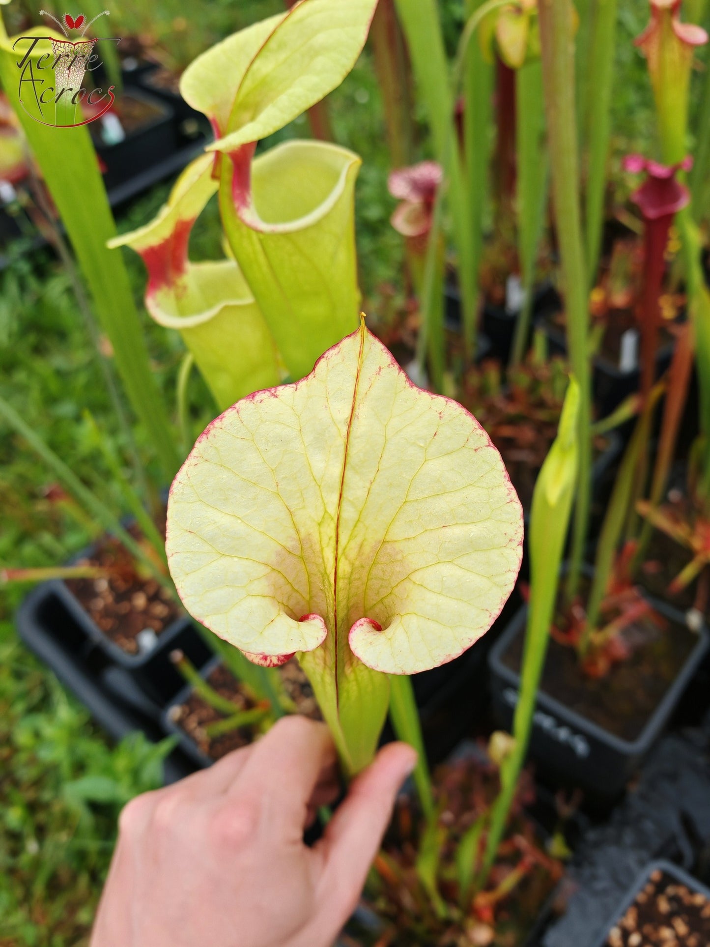 SXM19 Sarracenia x moorei -- "Leah Wilkerson F2" (Laurent Cosnefroy's clone) (H316, MK)