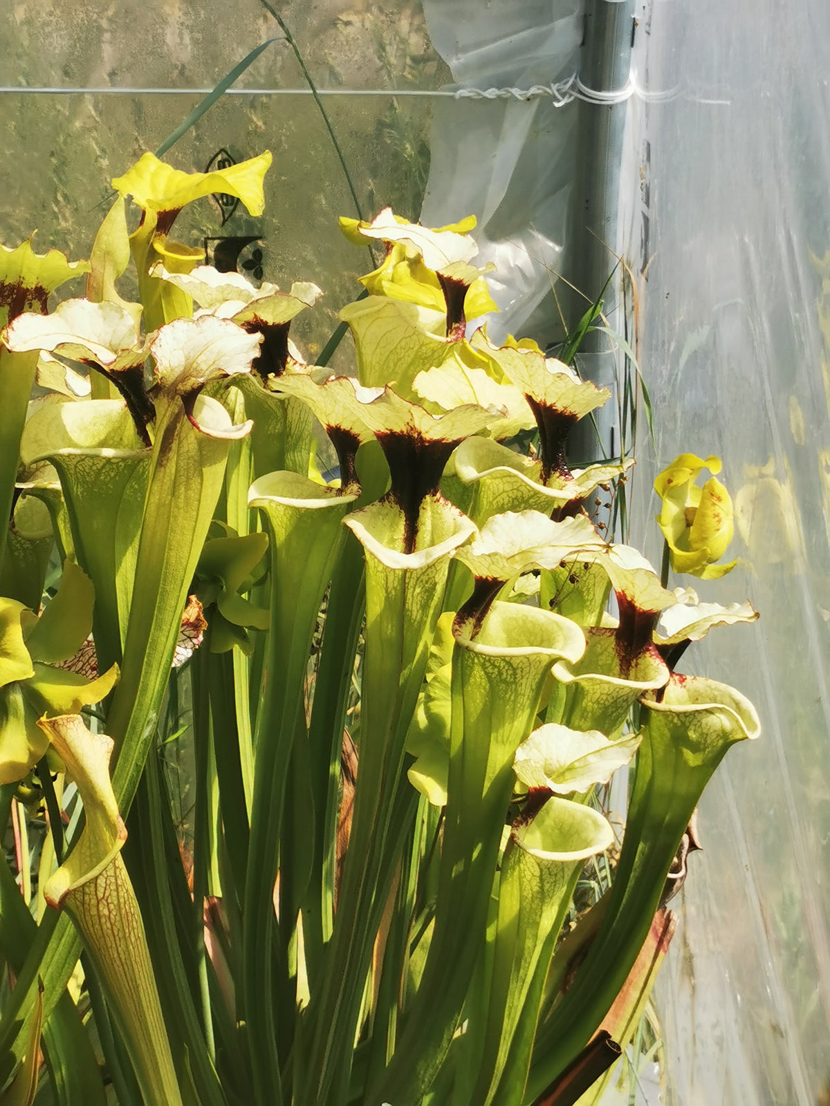 SXM19 Sarracenia x moorei -- "Leah Wilkerson F2" (clon de Laurent Cosnefroy) (H316, MK)