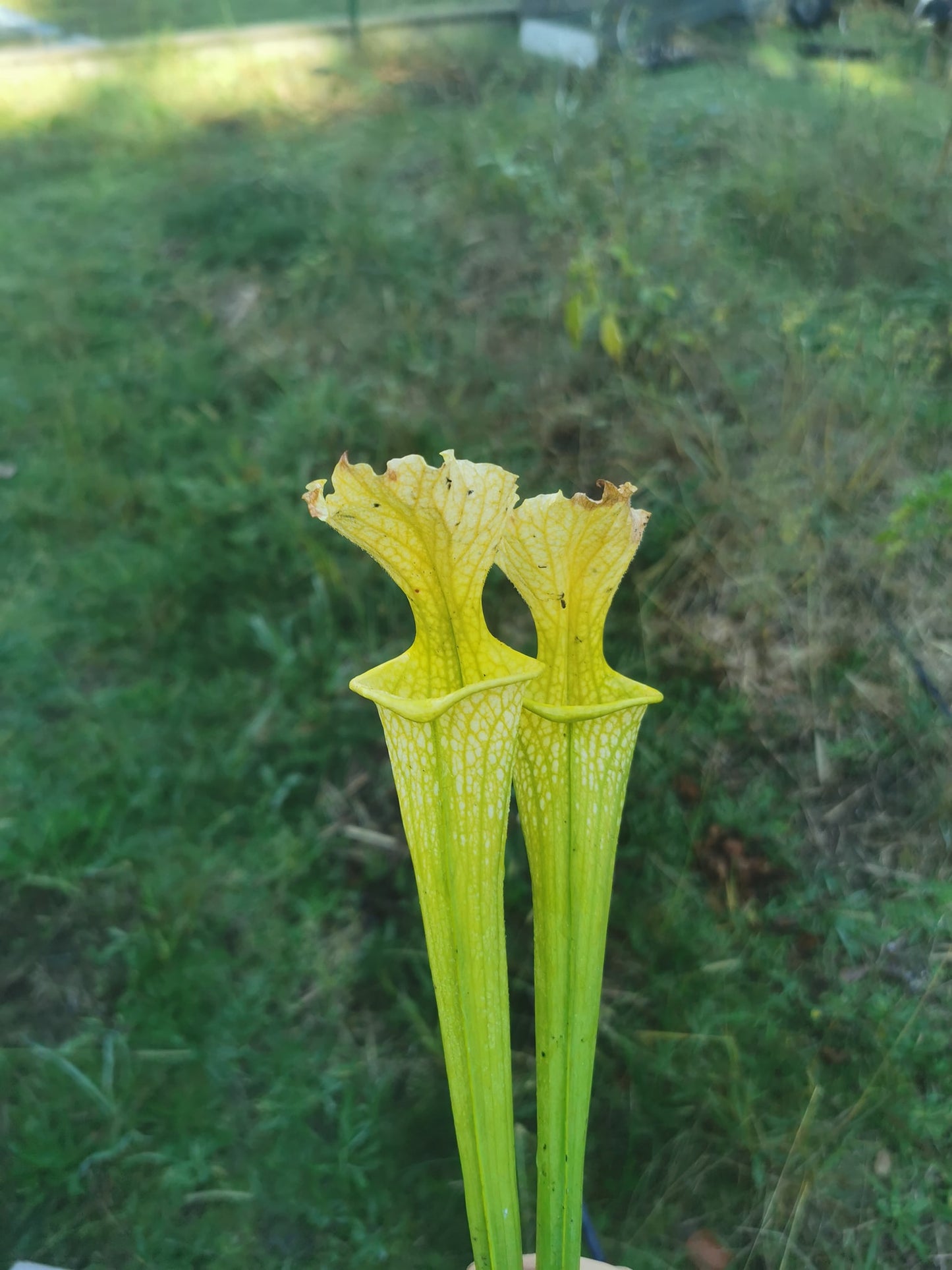 SXM20 Sarracenia x moorei -- -- (flava f. viridescens -- anthocyanin-free x leucophylla f. viridescens -- Green, anthocyanin free)