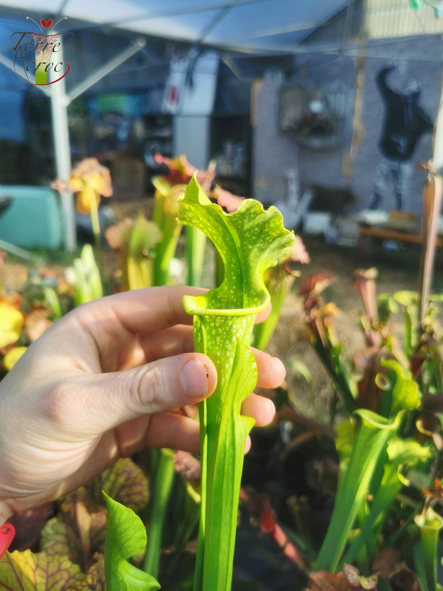 SXM20 Sarracenia x moorei -- -- (flava f. viridescens -- anthocyanin-free x leucophylla f. viridescens -- Green, anthocyanin free)