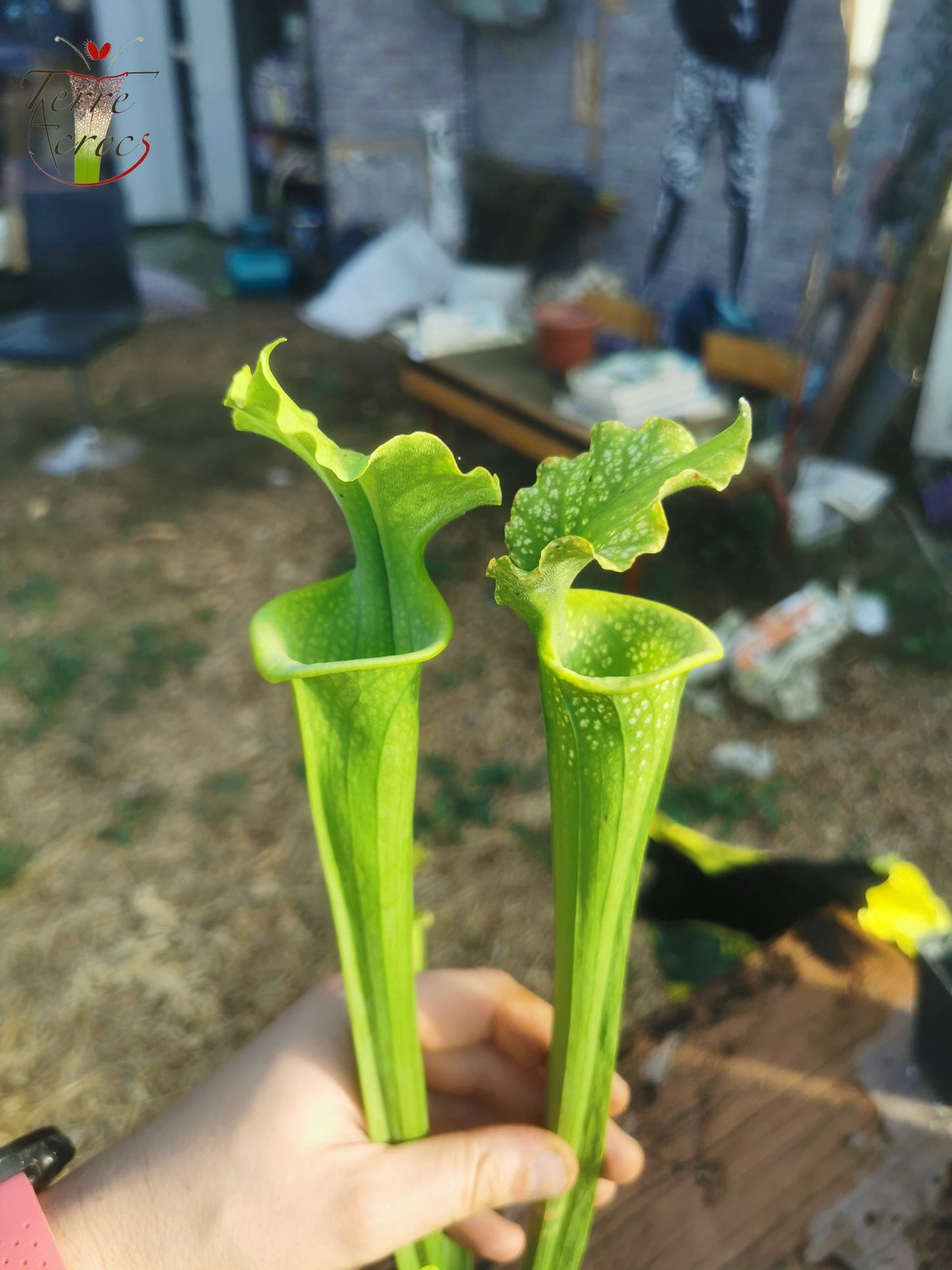 SXM20 Sarracenia x moorei -- -- (flava f. viridescens -- anthocyanin-free x leucophylla f. viridescens -- Green, anthocyanin free)