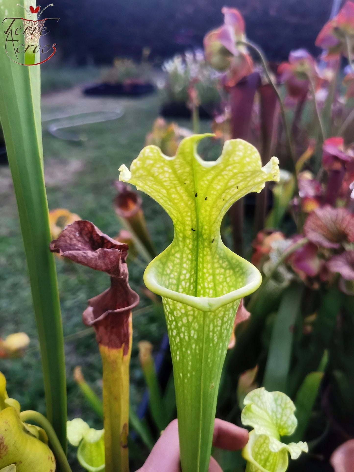 SXM20 Sarracenia x moorei -- -- (flava f. viridescens -- anthocyanin-free x leucophylla f. viridescens -- Green, anthocyanin free)