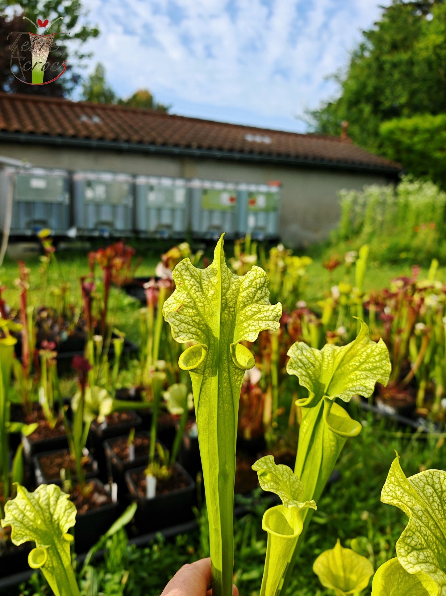 SXM20 Sarracenia x moorei -- -- (flava f. viridescens -- anthocyanin-free x leucophylla f. viridescens -- Green, anthocyanin free)