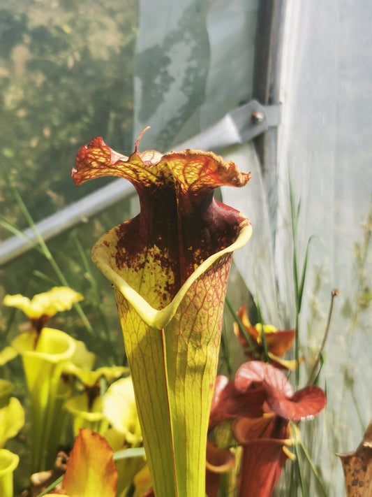 SXM21 Sarracenia x moorei -- "Grosse Tâche"