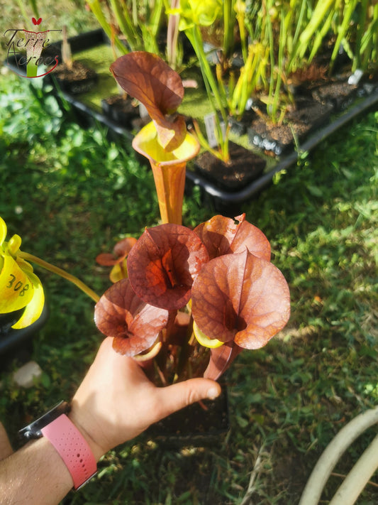 SXM22 Sarracenia x moorei -- (S. leucophylla x S. flava var. cuprea -- copper top)