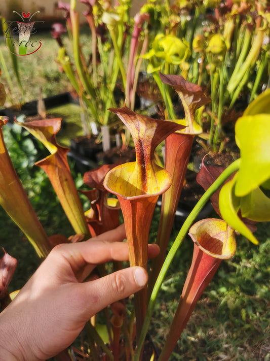 SXM22 Sarracenia x moorei -- (S. leucophylla x S. flava var. cuprea -- copper top)