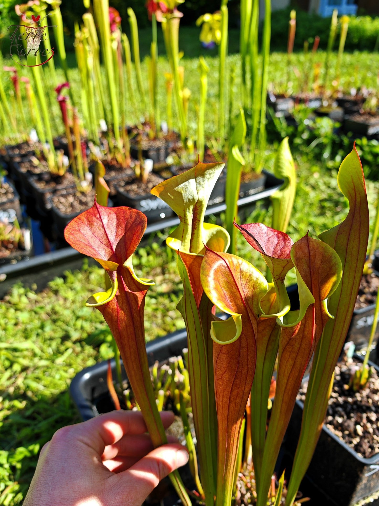 SXM22 Sarracenia x moorei -- (S. leucophylla x S. flava var. cuprea -- copper top)