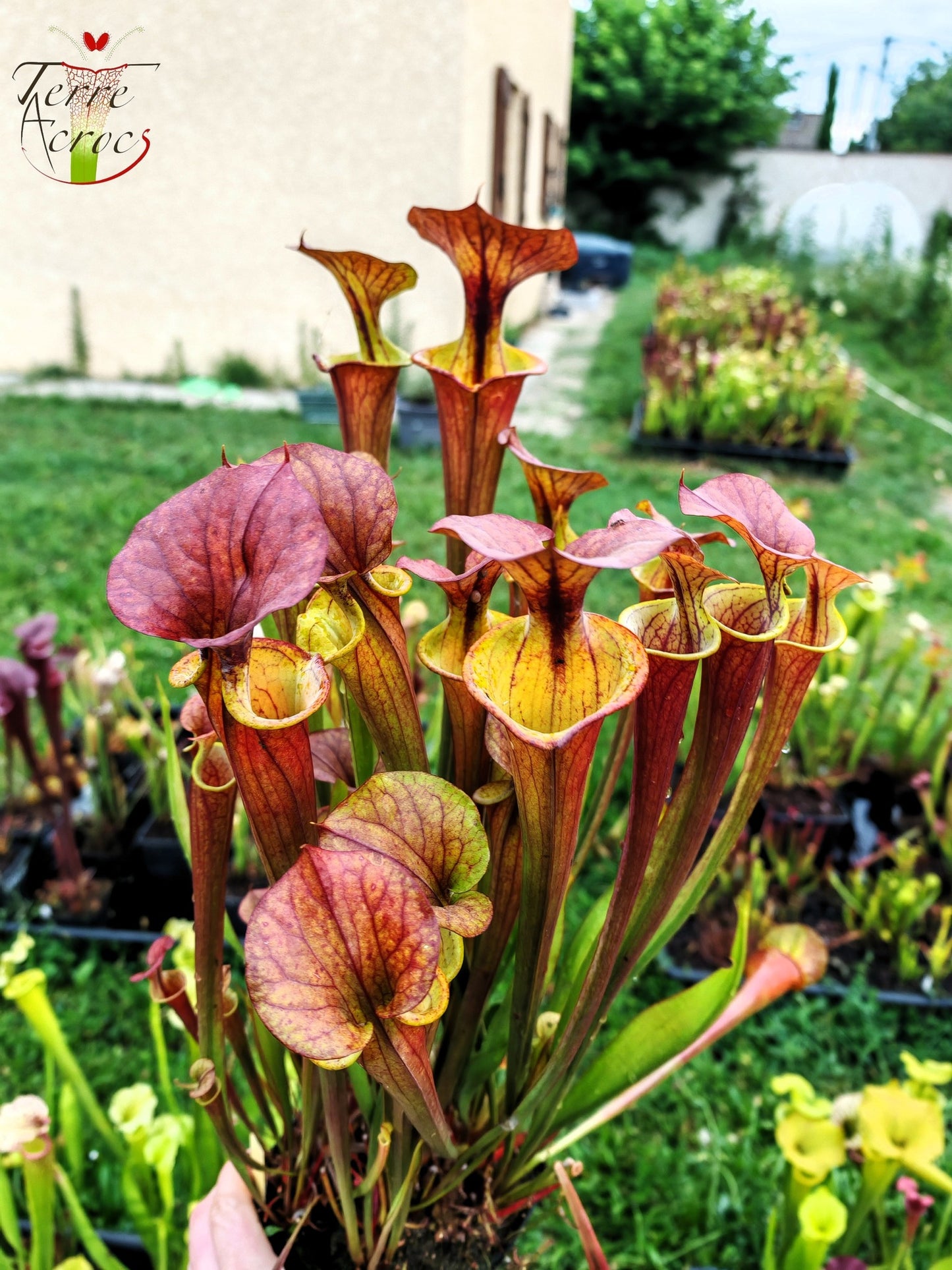 SXM22 Sarracenia x moorei -- (S. leucophylla x S. flava var. cuprea -- copper top)