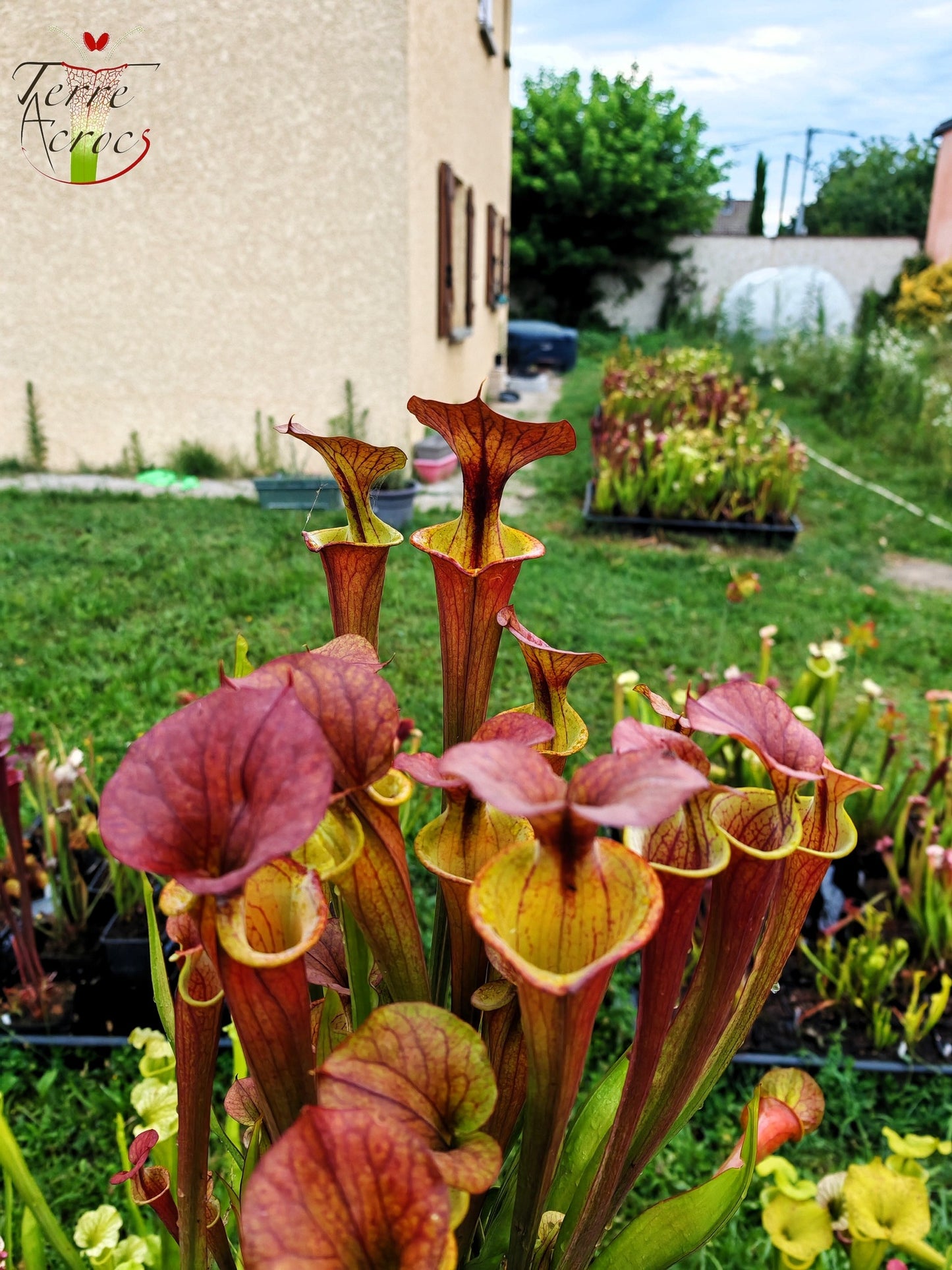 SXM22 Sarracenia x moorei -- (S. leucophylla x S. flava var. cuprea -- copper top)