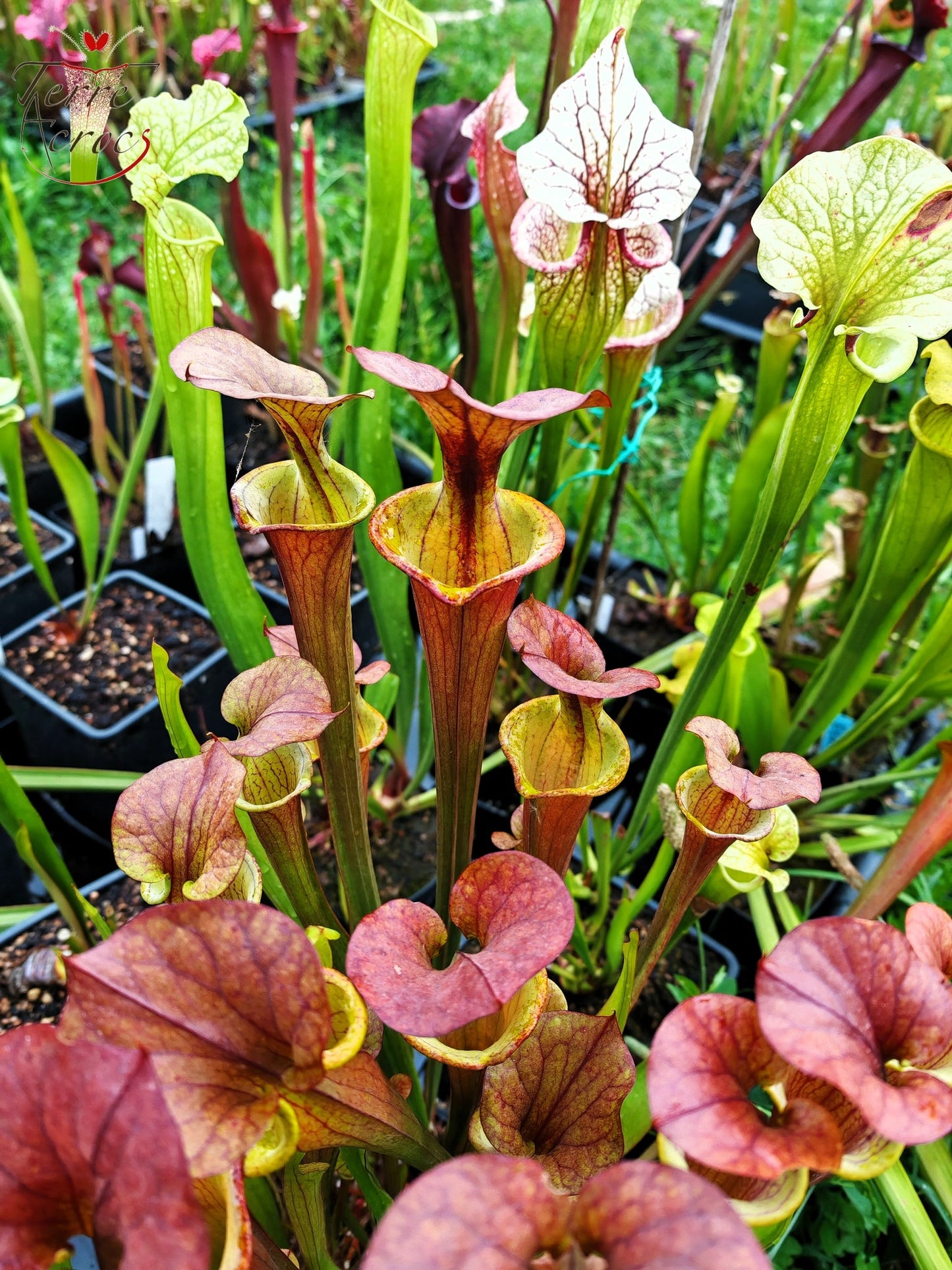 SXM22 Sarracenia x moorei -- (S. leucophylla x S. flava var. cuprea -- copper top)