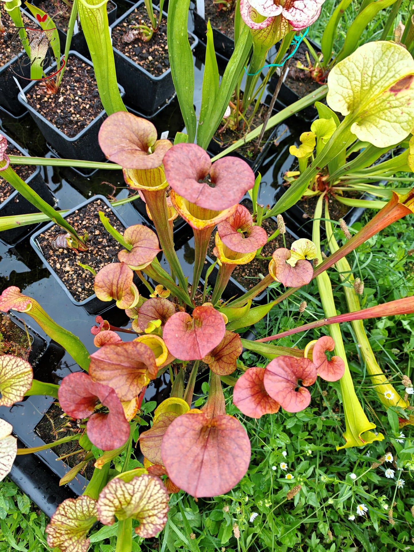 SXM22 Sarracenia x moorei -- (S. leucophylla x S. flava var. cuprea -- copper top)