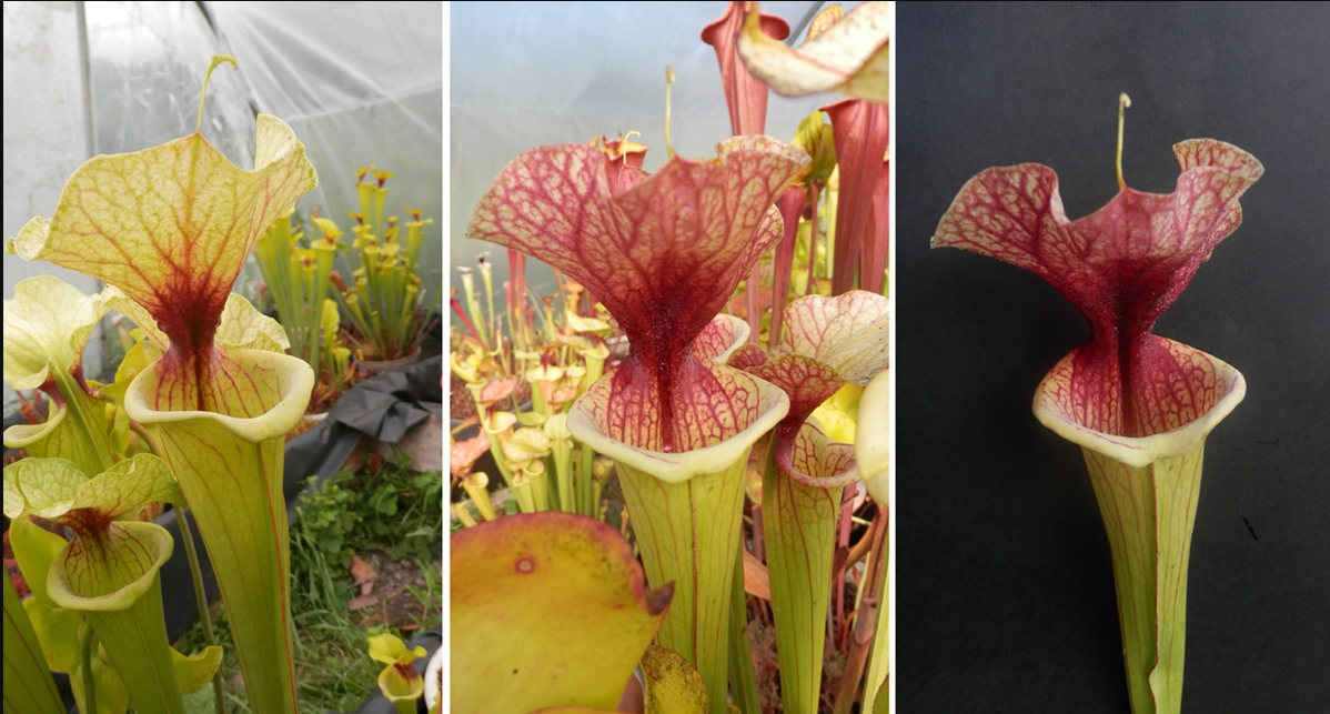 SXM23a Sarracenia x moorei -- 'Shakra du Coeur'