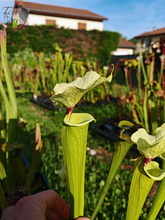 SXM23a Sarracenia x moorei -- 'Shakra du Coeur'