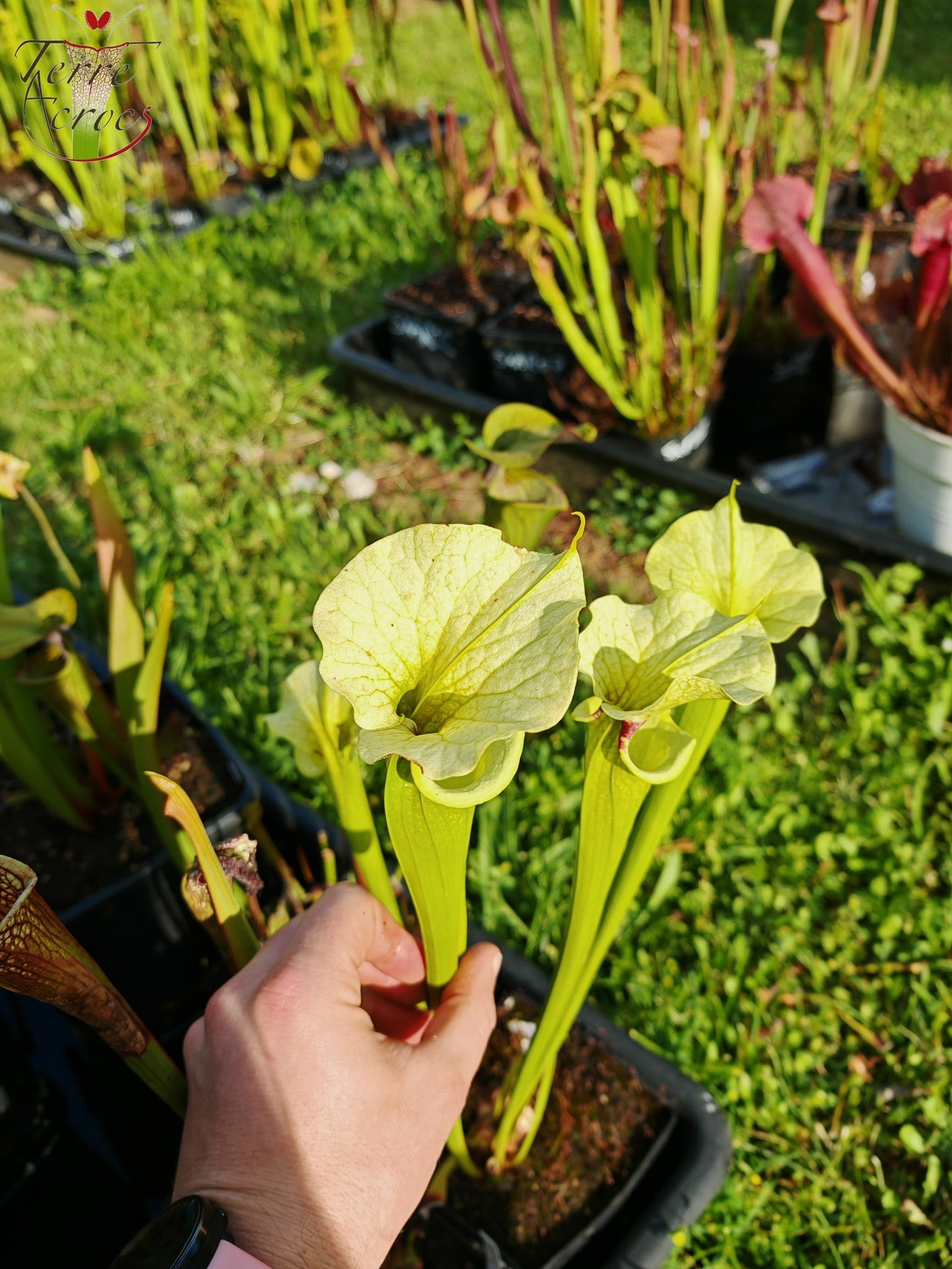SXM23a Sarracenia x moorei -- 'Shakra du Coeur'