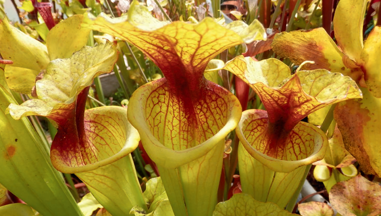 SXM23b Sarracenia x moorei -- 'Dunes'