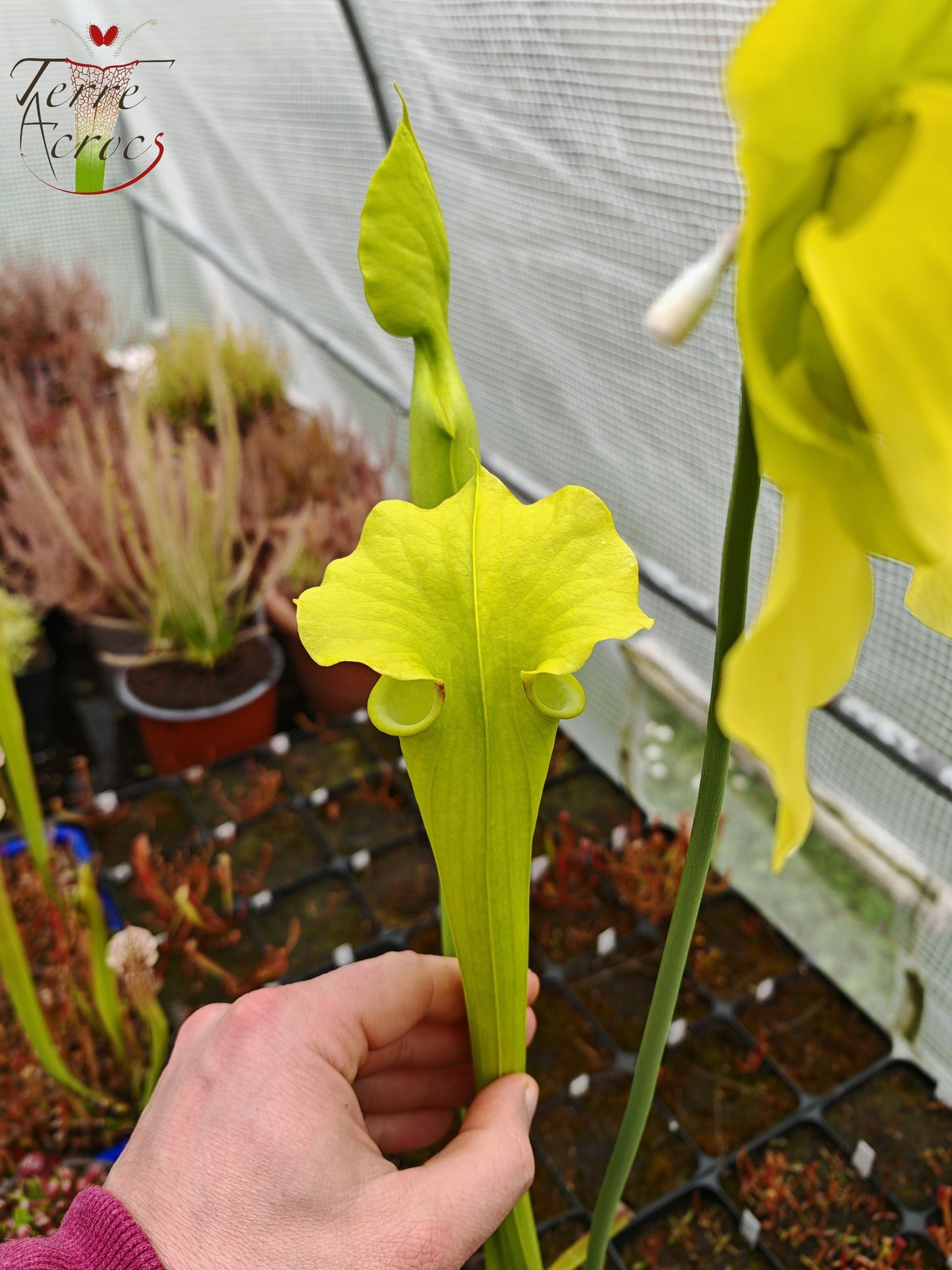 SXM23b Sarracenia x moorei -- 'Dunes'
