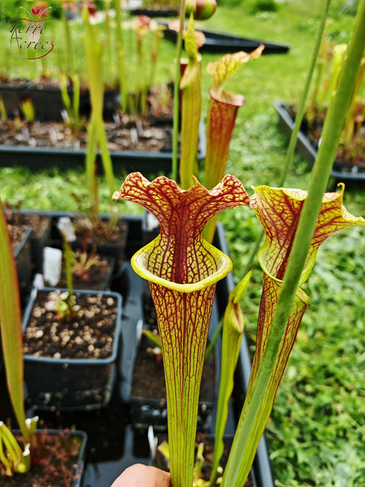 SXM24 Sarracenia x moorei -- "Litchi"