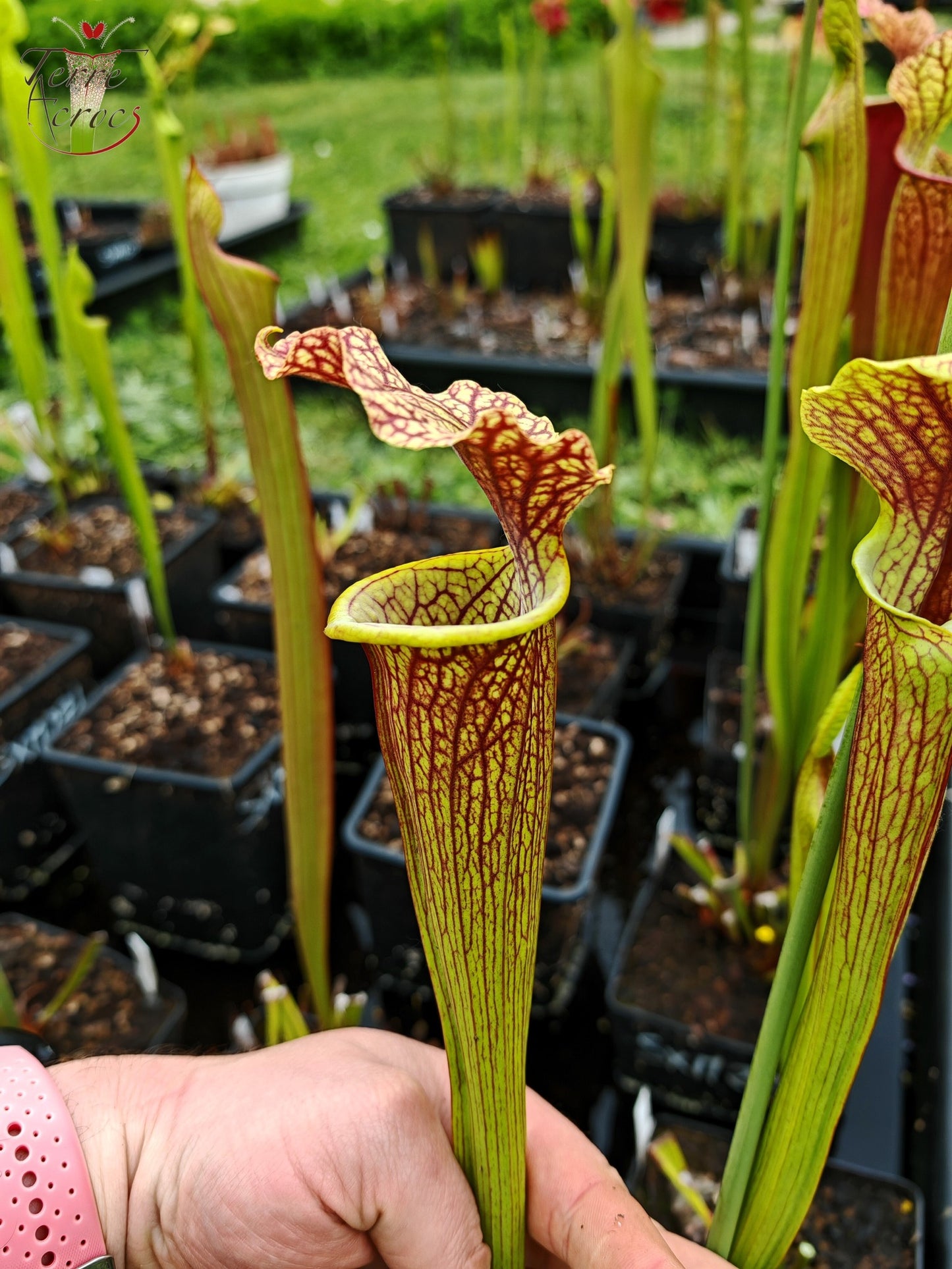 SXM24 Sarracenia x moorei -- "Litchi"