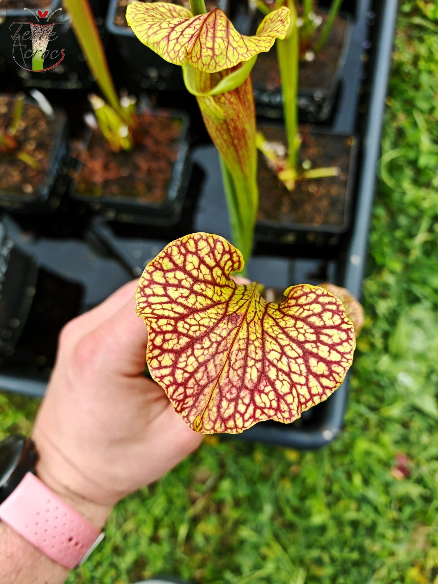 SXM24 Sarracenia x moorei -- "Litchi"