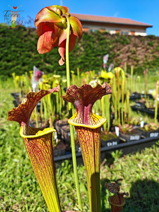 SXM24 Sarracenia x moorei -- "Litchi"