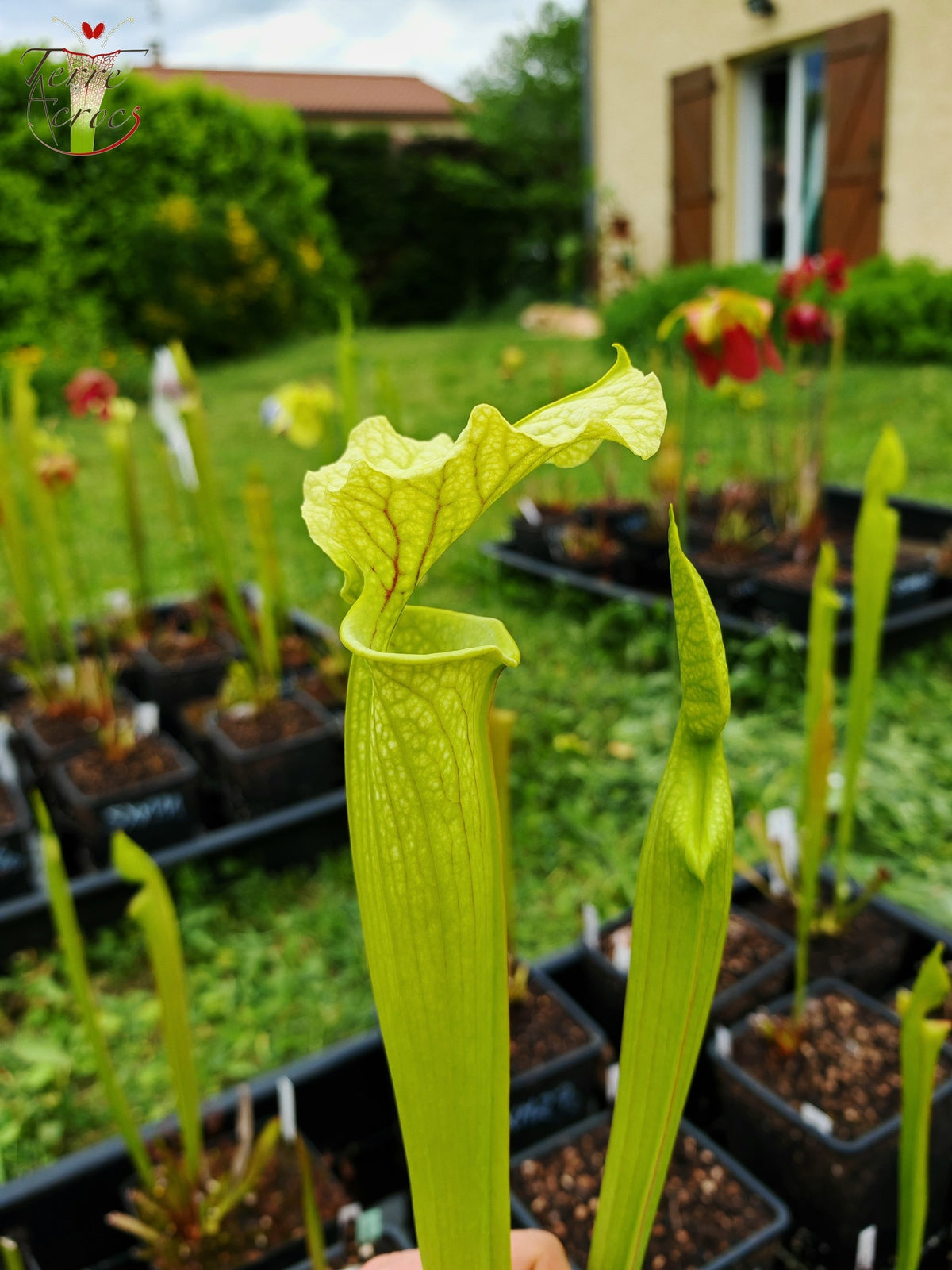 SXM26 Sarracenia x moorei -- ‘Leviathan’ (H393, MK)
