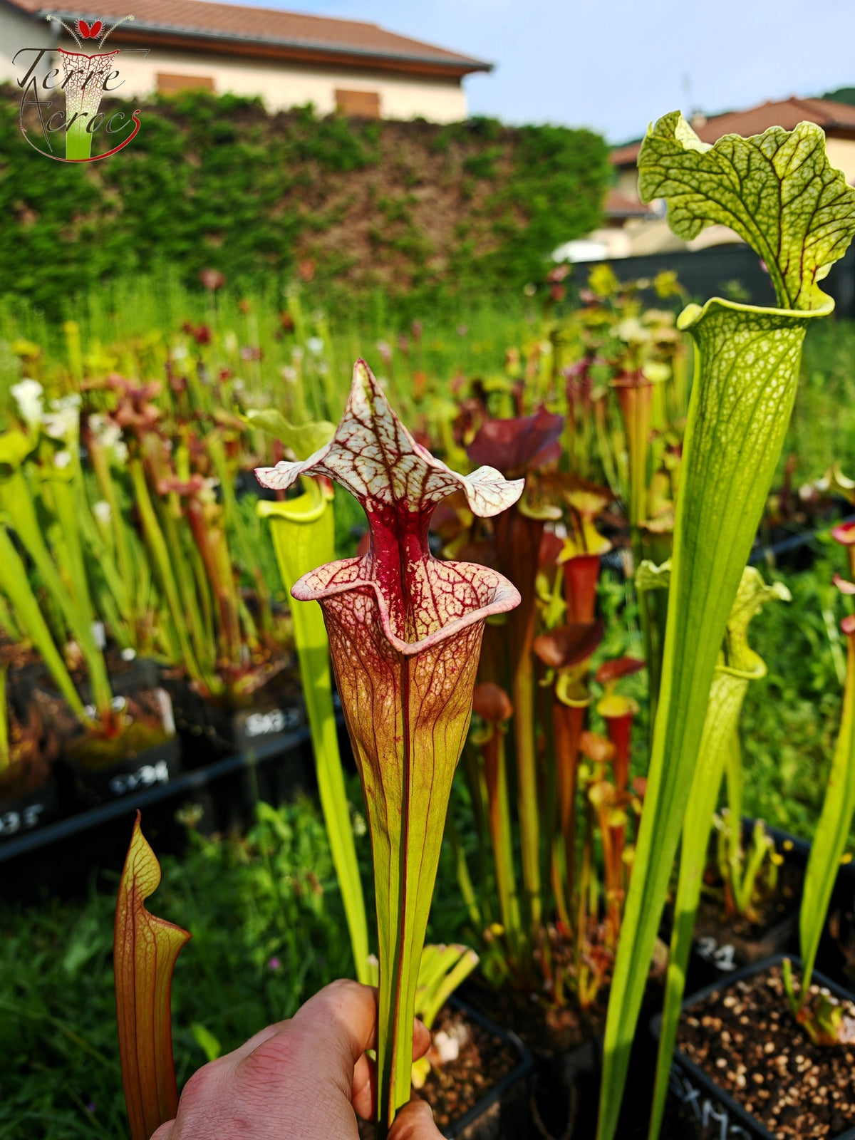 SXM27a Sarracenia x moorei -- ‘Atlas 5’