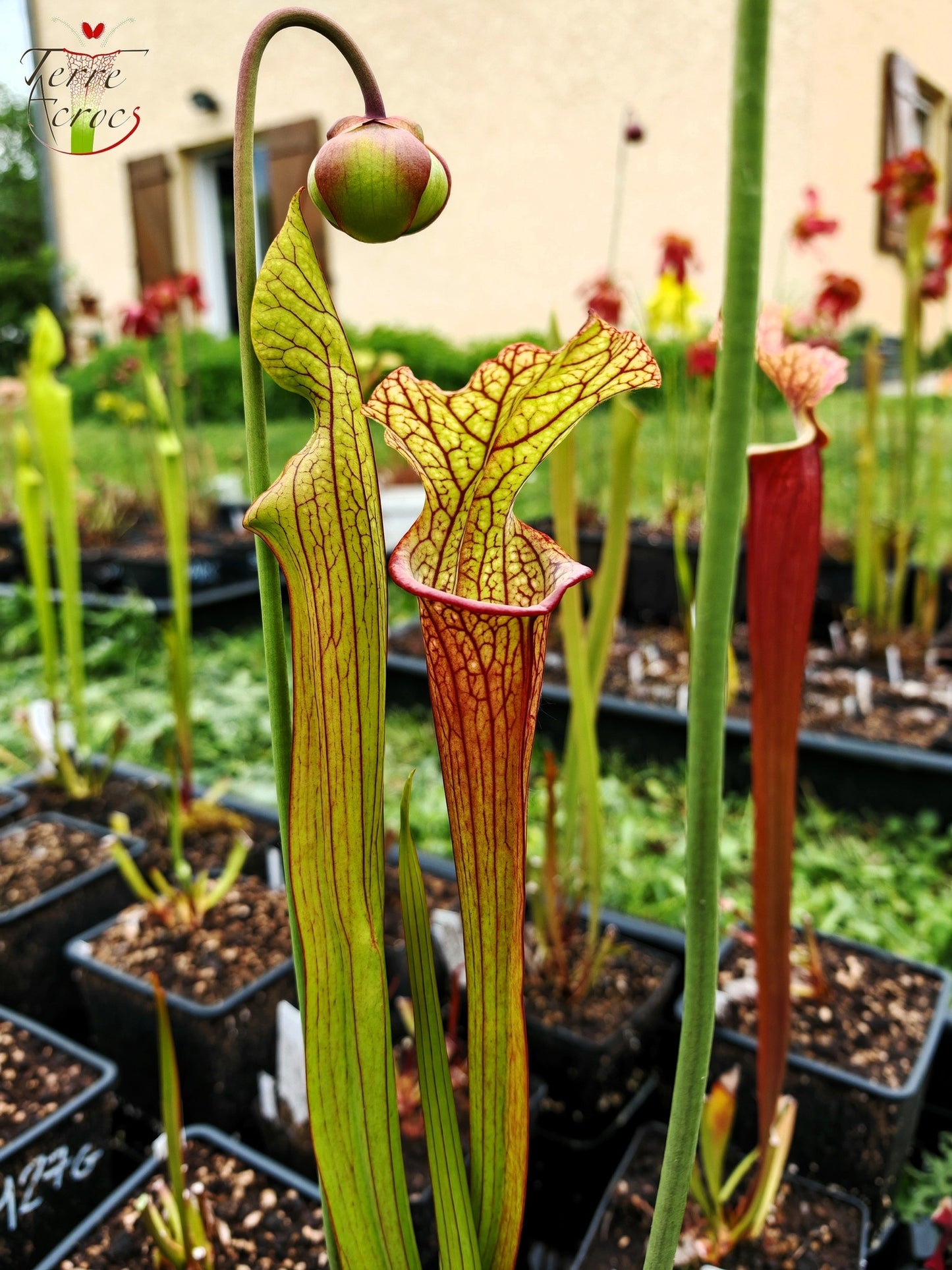 Graines Sarracenia 2025 (SXM28a x OP)