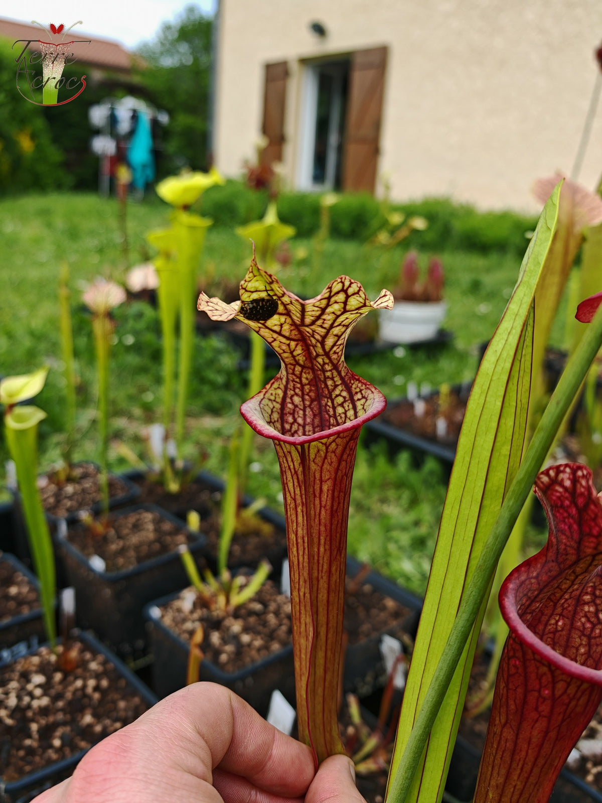 Semillas de Sarracenia 2025 (SXM28a x OP)