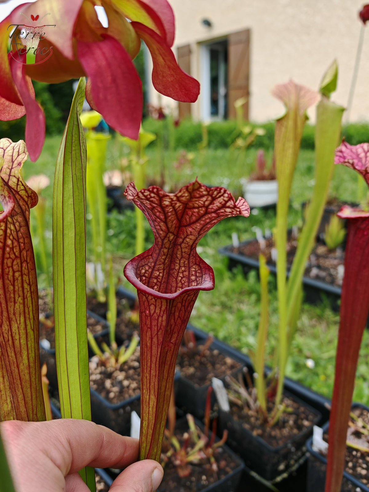 SXM28a Sarracenia x moorei -- 'Saurus'