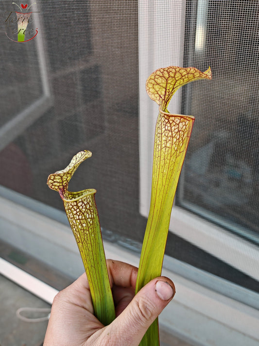 SXM29U12 Sarracenia x moorei (leucophylla x atropurpurea)