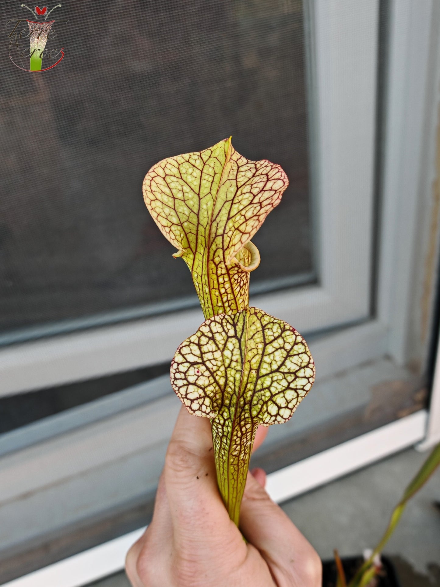 SXM29U12 Sarracenia x moorei (leucophylla x atropurpurea)