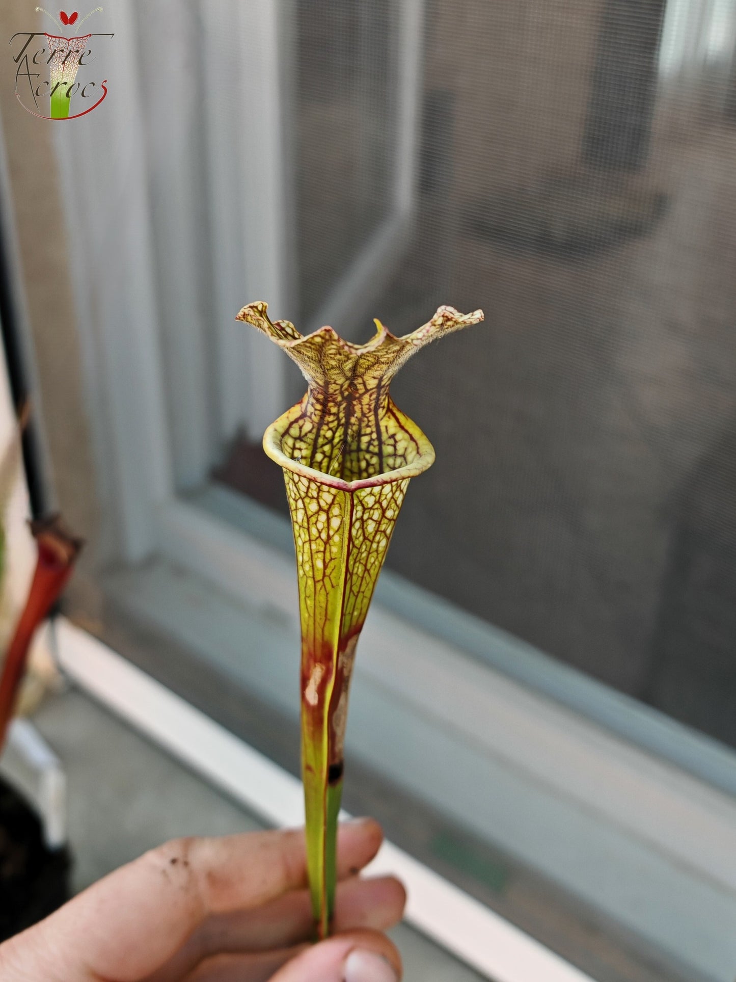 SXM29U12 Sarracenia x moorei (leucophylla x atropurpurea)