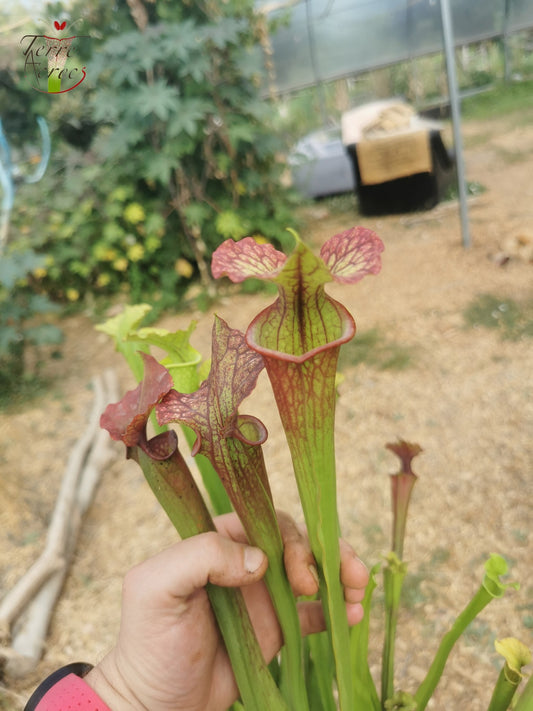 SXM29a Sarracenia x moorei -- "Aquarelle"