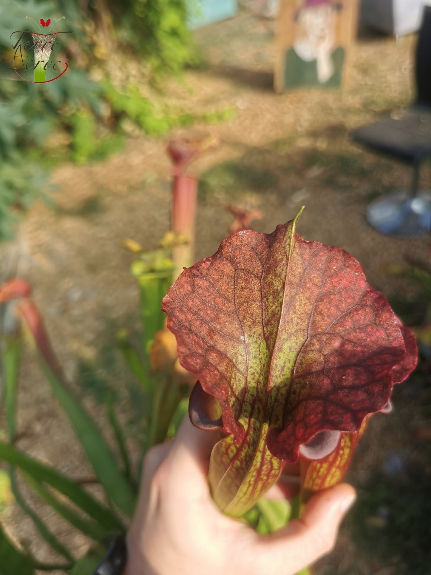 SXM29a Sarracenia x moorei -- "Aquarelle"