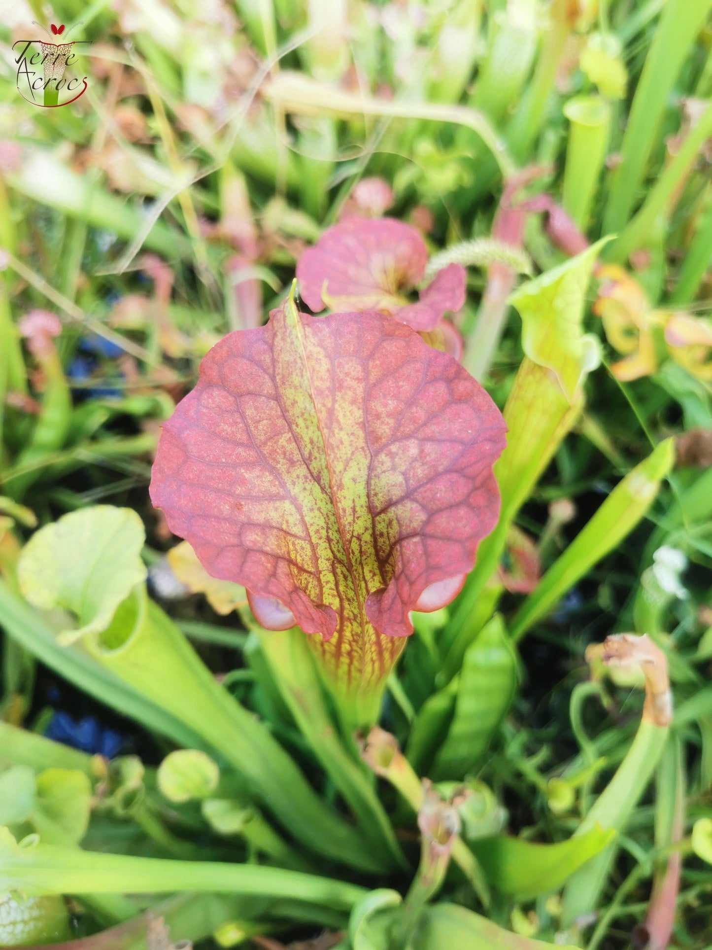 SXM29a Sarracenia x moorei -- "Aquarelle"
