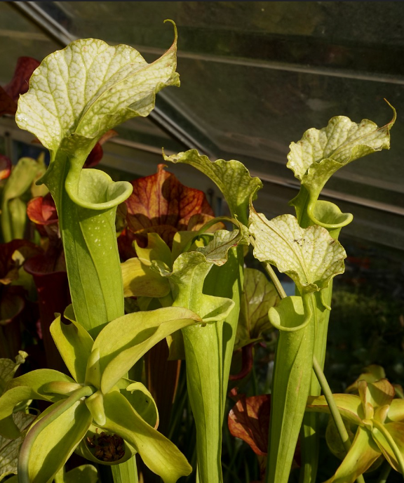 SXM36 Sarracenia x moorei -- vert / jaune à peine veiné